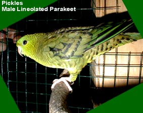 Pickles, male Lineolated Parakeet